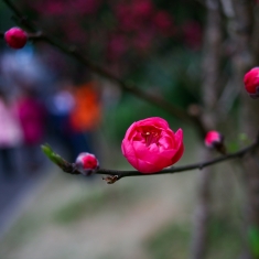 二月桃花