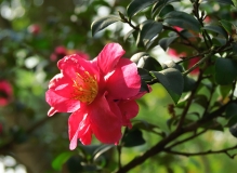 红茶花