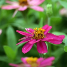 花草几张，请指导