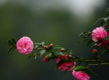 茶花园随拍