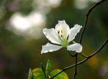 紫荆花