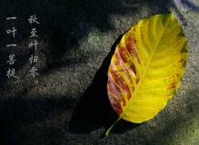 一叶落知天下秋