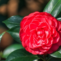 茶花庆春