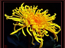 秋菊3