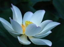 凌波仙子