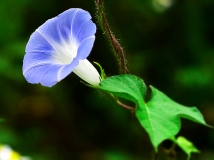 牵牛花...