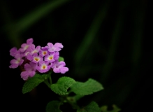 狗头拍花