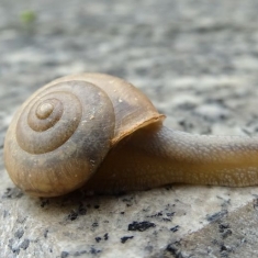 小蜗牛
