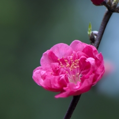二月桃花别样红