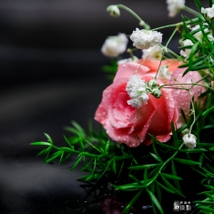 花之语