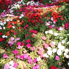 赏花