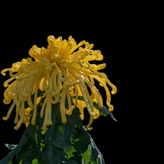 菊