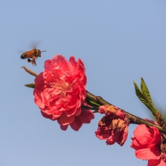 桃花盛开蜂正忙