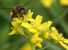 蜂恋花