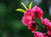 二月桃花