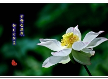 ——夏日白荷花（2）——