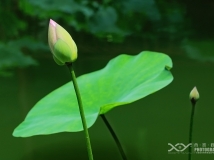 意欲荷为
