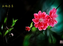 红桃盛开迎春来