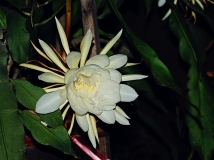 昙花