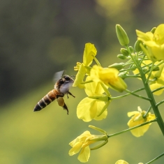 油菜花