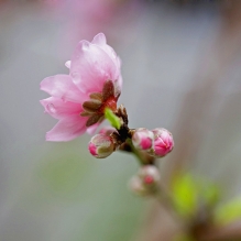 桃花迎春
