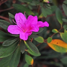 茶花、菊花……