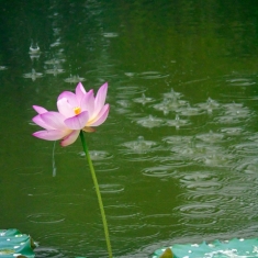 雨荷