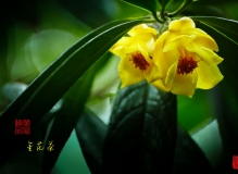 茶花珍品——金花茶