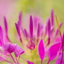 醉蝶花