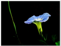 《花之韵》一
