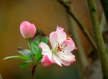 冬春之花