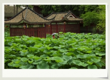 庭院深深