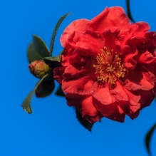 红山茶花