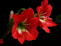 鹤顶红（兰花）