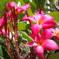 花红叶绿
