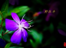 醉美野牡丹……5D3+腾龙SP 24-70mm试拍