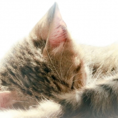 暖阳下的慵懒----猫