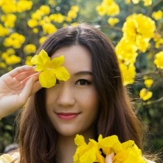 狮山黄花风铃木