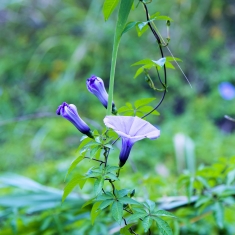 听说是牵牛花，由来，，，，？