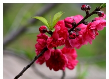 桃花