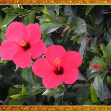 人造花色生机小品 1