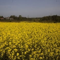 油菜花