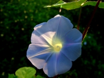 牵牛花