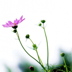 格桑花花开幸福来