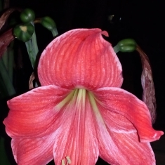 夜之花