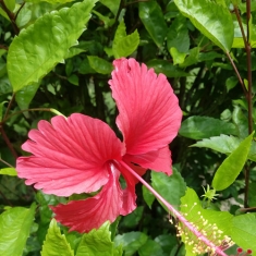 朱槿花