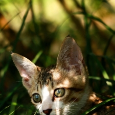 暗藏-------------猫
