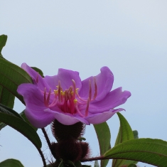 艳丽的野花