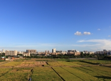 《城中稻田》