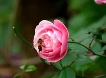 深冬的月季花
